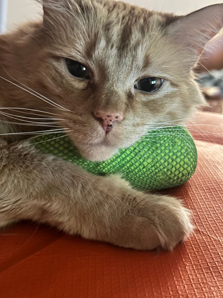 Orange cat holding a catnip pickle