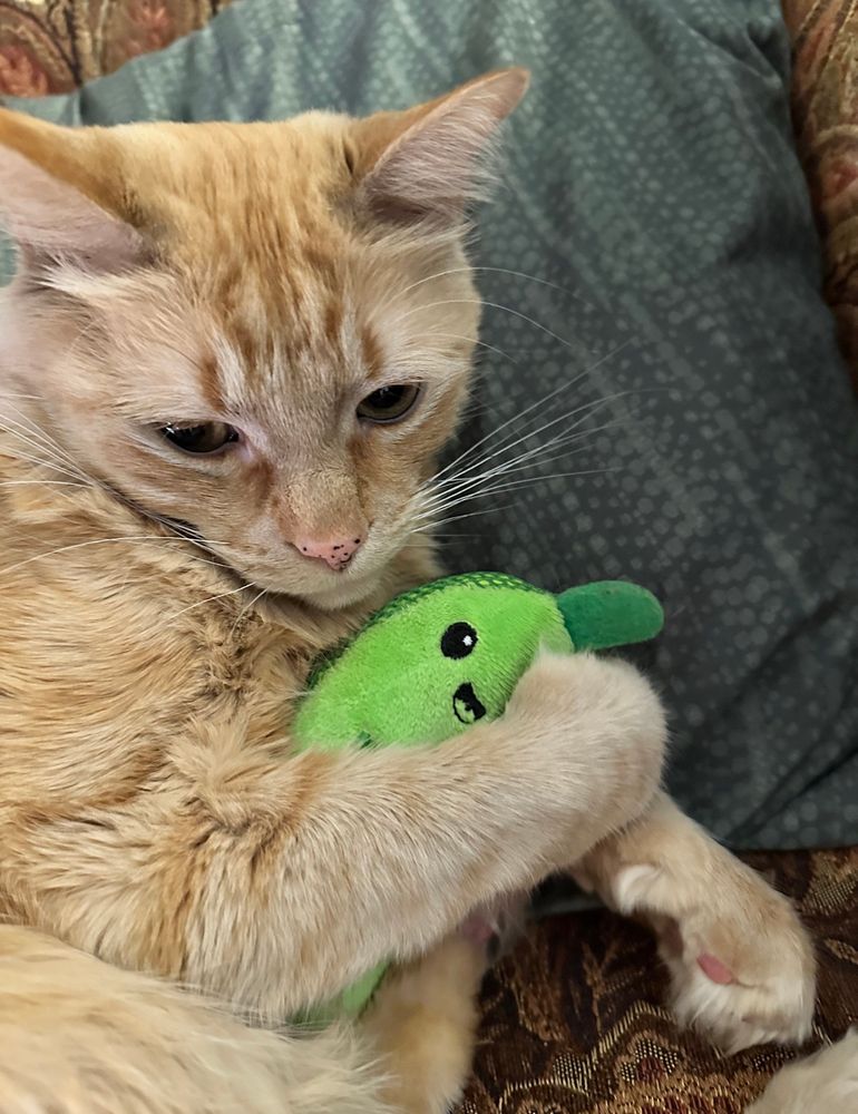 Orange cat holding a catnip pickle