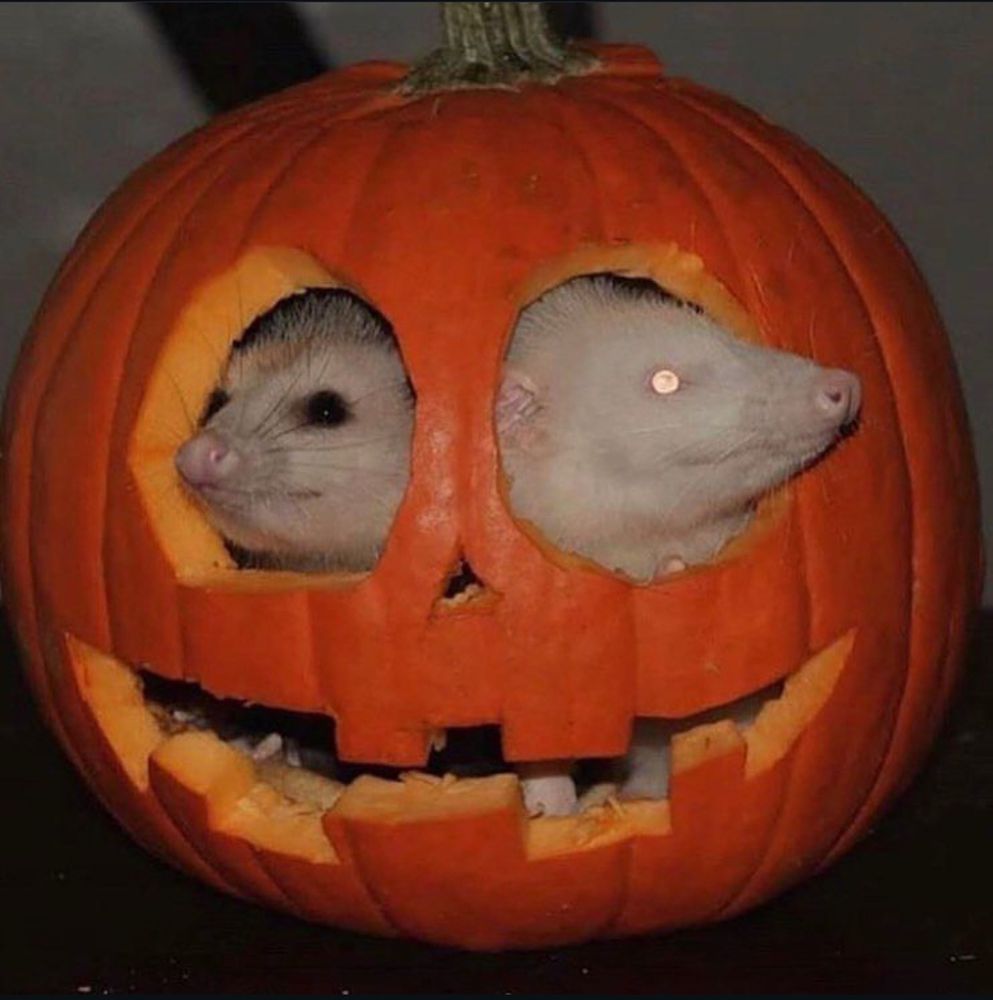A Jack-o-lantern with two possums inside looking out the eye holes