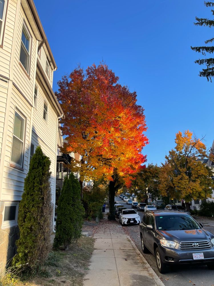 a maple tree in autumn that looks like it contains an inner fire