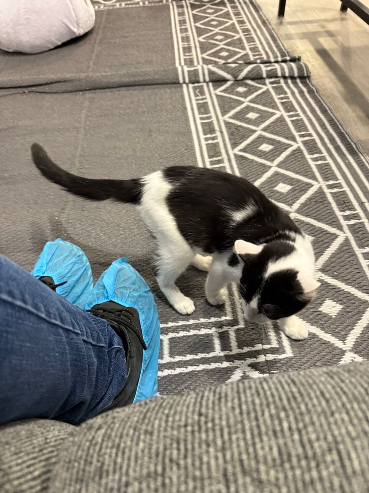 A white and black cat looking at my shoes which have blue covers on them 