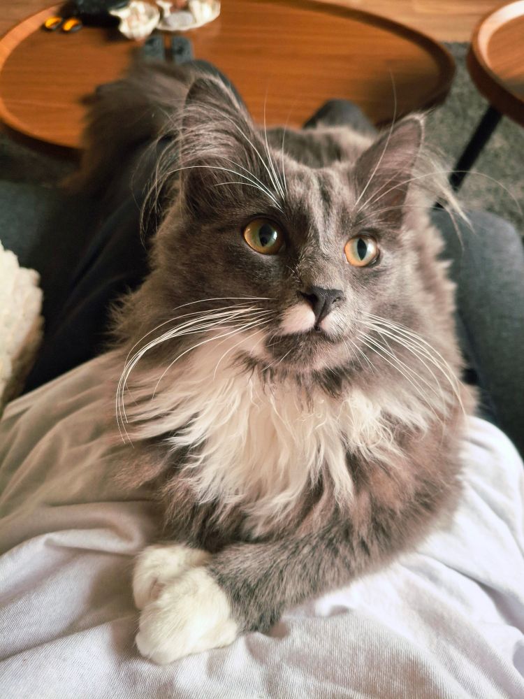 Image is another photo of the same grey and white long haired cat sitting in the same position on a lap but this time his head is looking to the right. End ID.