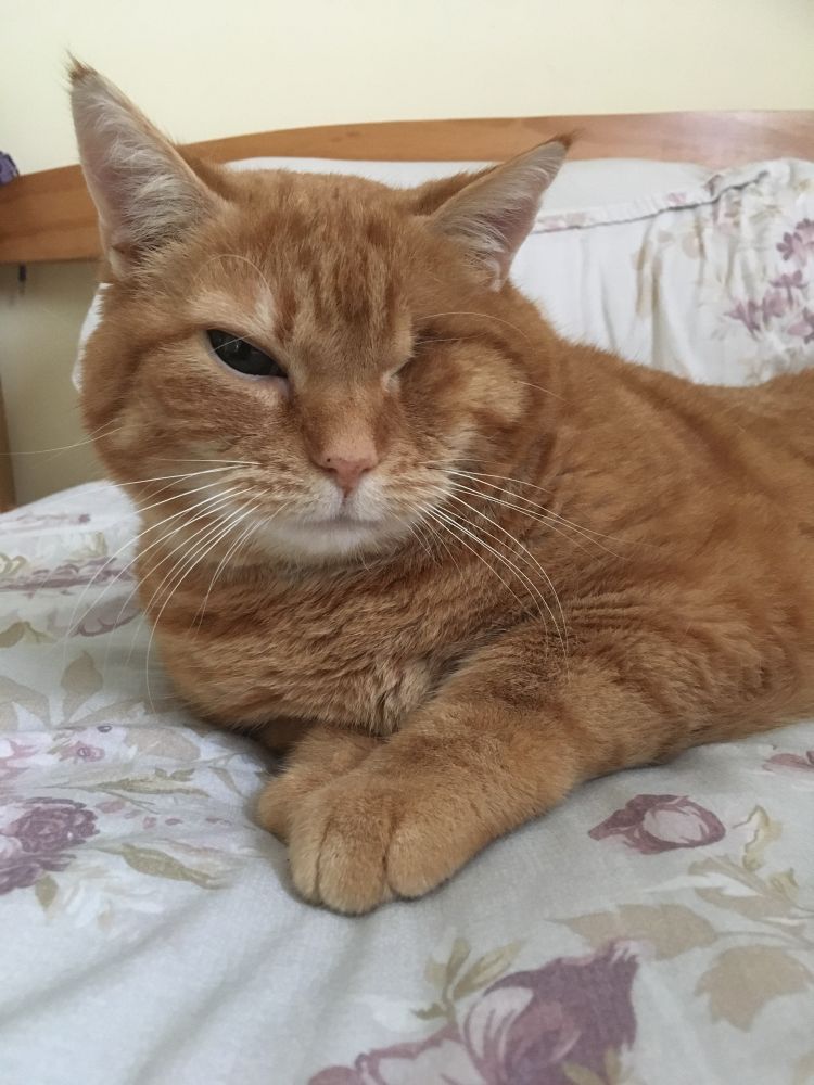 Keith the one-eyed ginger cat lying comfortably on a bed. (Keith passed away 12 August 2023)