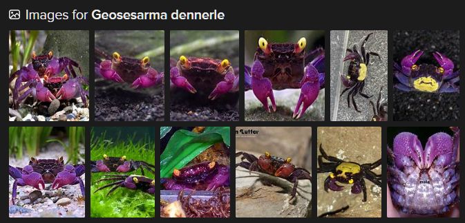 DuckDuckGo image search results for Geosesarma dennerle, which brings up a host of stunning pictures of very purple crabs
