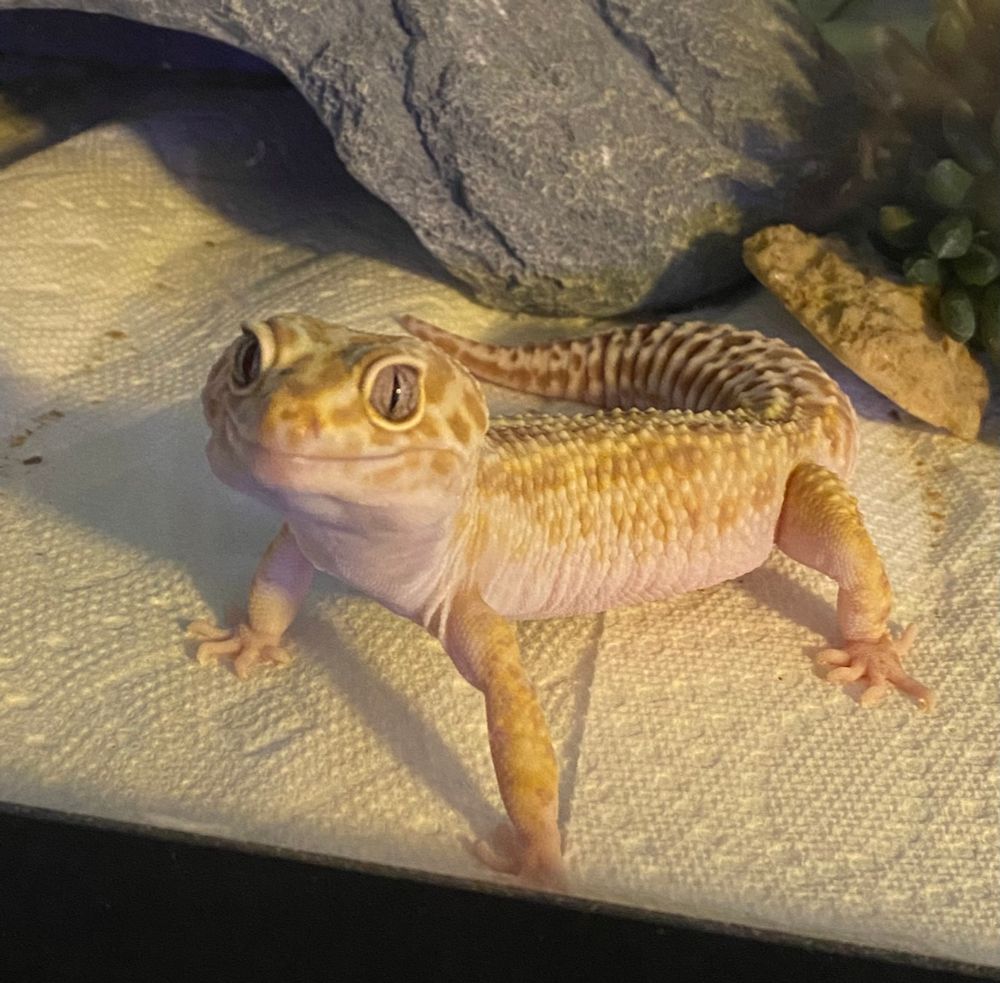 pale yellow albino leopard gecko standing on paper towels and smiling