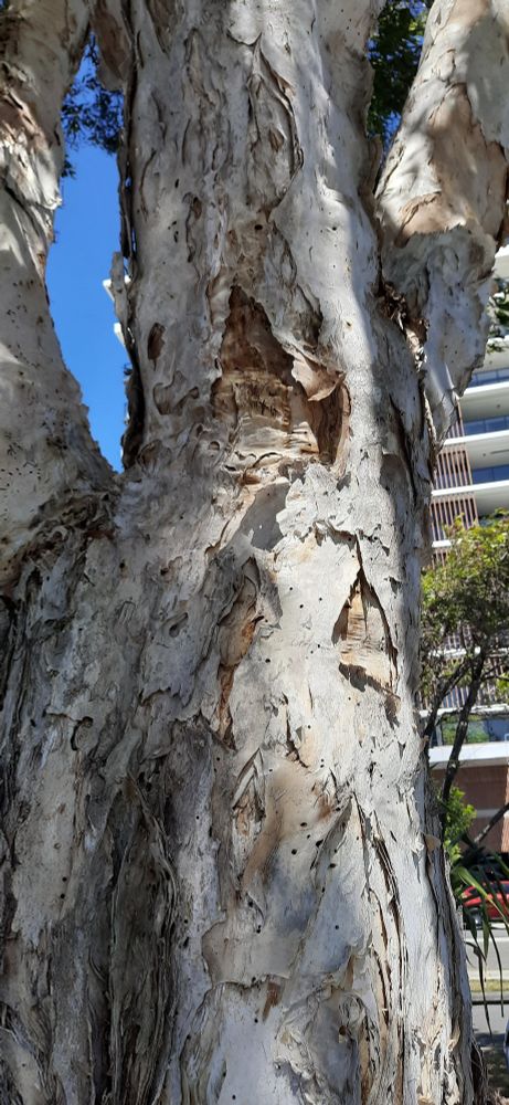 Paperbark tree trunk with medium rise apartments behind.