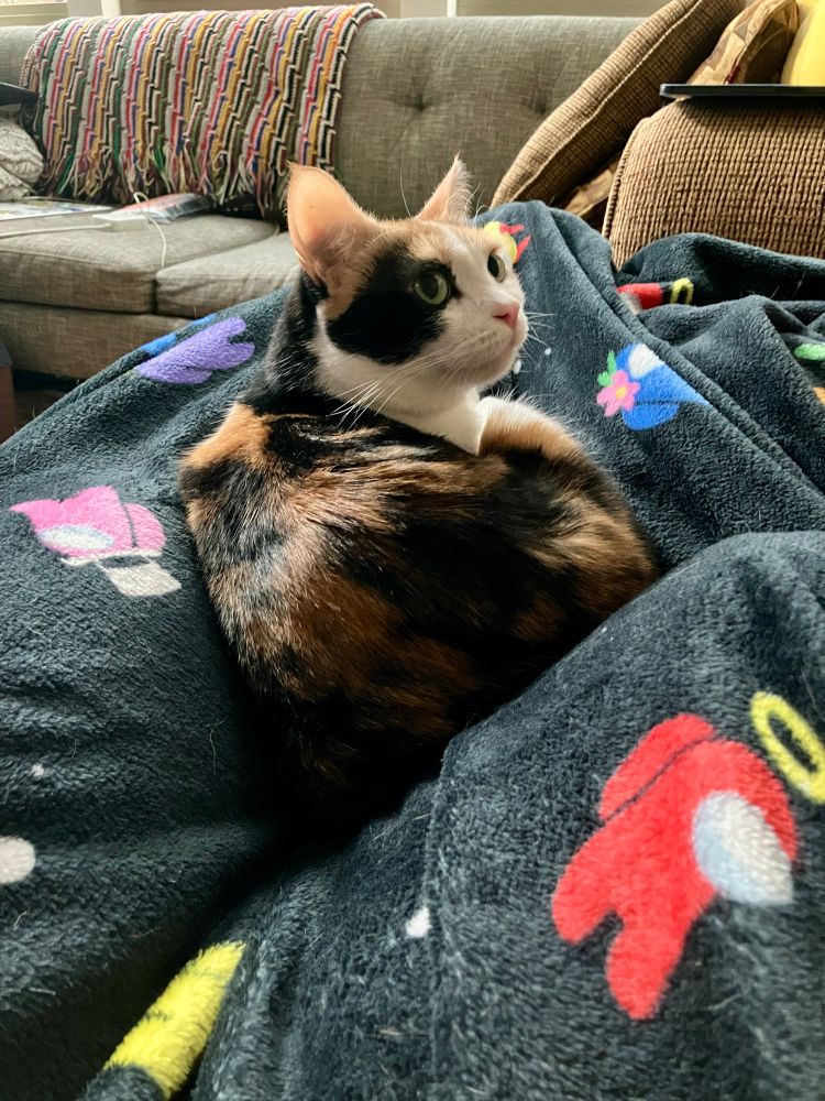 Calico cat curled on a black Among Us blanket, looking up and to the right of the camera with her perfect smooshable face. 