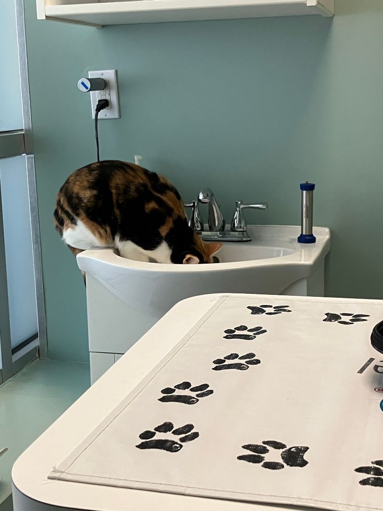 Same shot as before but the cat is now sitting on the edge of the sink, head down inside the bowl.