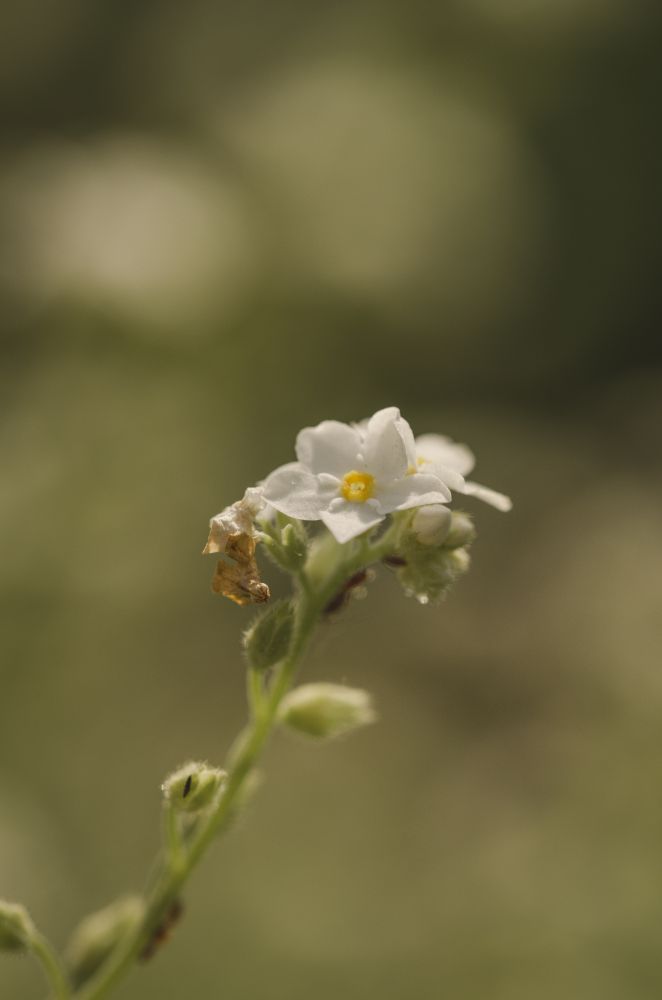 Petite tige avec 2-3 fleurs de myosotis blanches dans une ambiance verte 