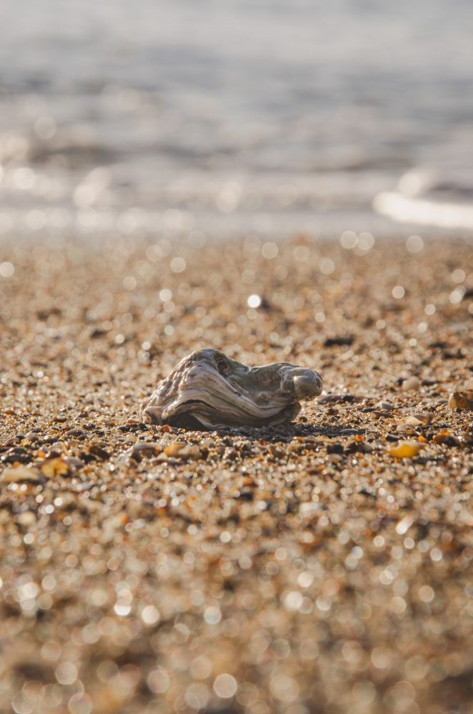 Coquillage (une coquille d'huître) sur le sable avec la mer en arrière plan