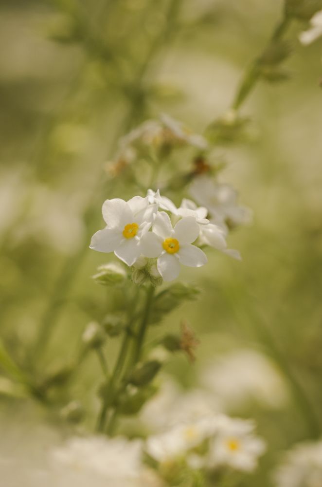 Petite tige avec 2-3 fleurs de myosotis blanches dans une ambiance verte/jaune