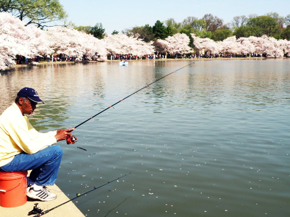 older gentleman sitting on an orange bucket fishing the tidal basin (ringed with cherry trees in full bloom) during the cherry blossom festival