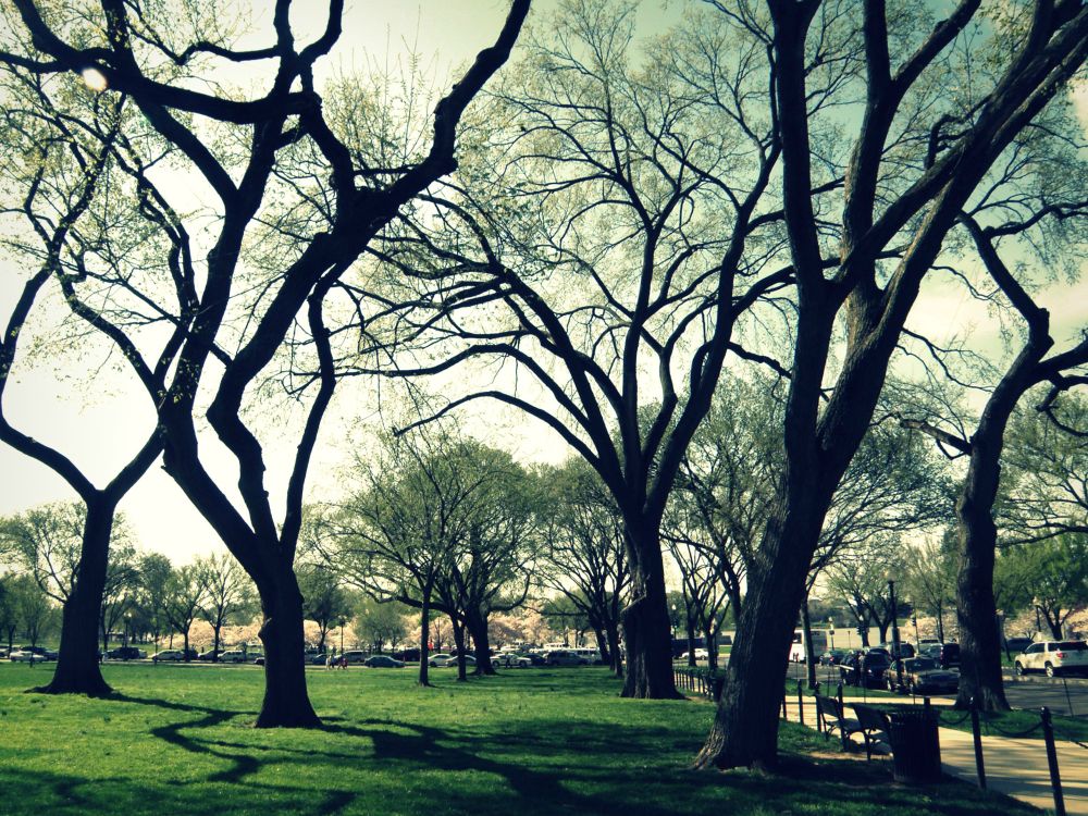 section of the national mall in early spring with mostly bare trees and green grass and off to the right is the stone footpath