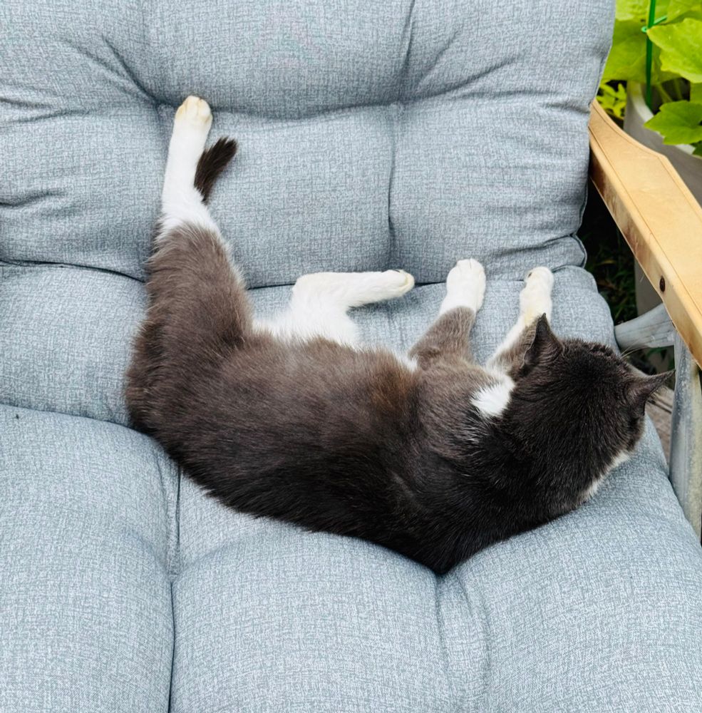 gray and white cat without a care in this world sprawling on a light gray cushion