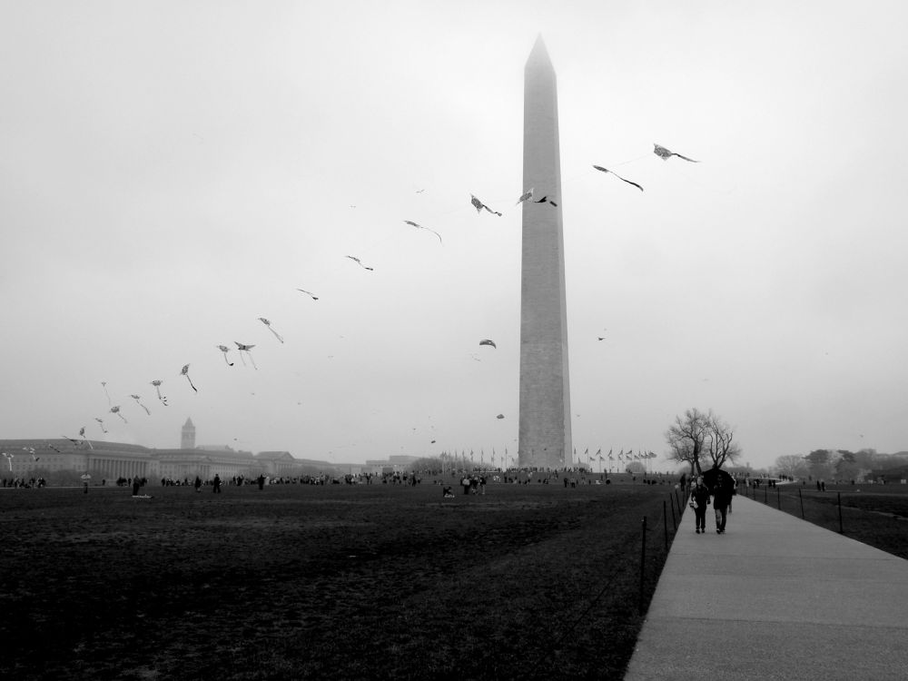 black and white photo of the national mall on a foggy kite day. Lots of kites flying despite the weather. 