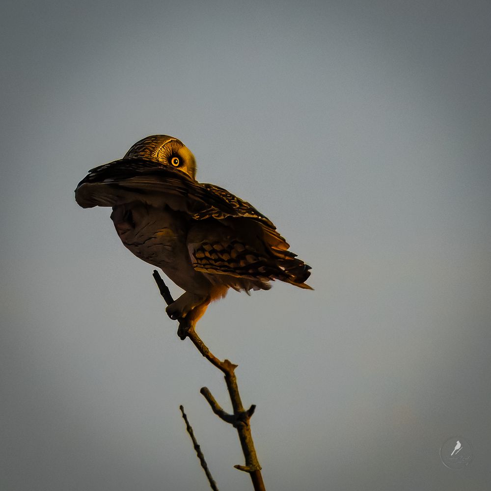 An owl perched on a slender branch at sunset, with its head turned backward, showcasing its sharp gaze and intricate feather patterns against a muted sky.