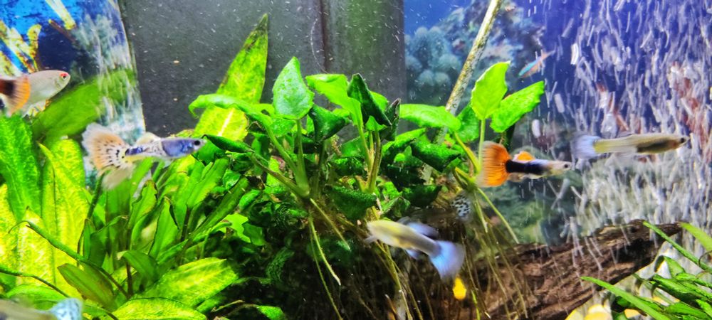 Several fish swinming with a long orange tail and two others with a blue tail