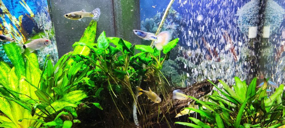 A fish tank with two flat grey fish with red eyes, a fish with a long tail and blue spotted fin and another fish next to it with an orange color