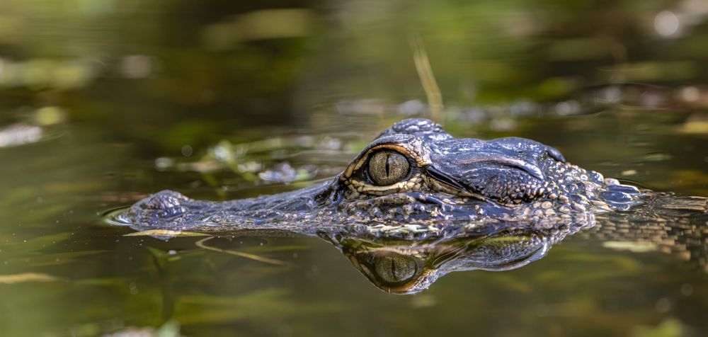 <p class="attachment"><a href='https://sciencetalk.nl/wp-content/uploads/2025/07/alligator-with-reflection-its-eye-water-scaled.jpg'><img decoding="async" width="300" height="143" src="https://sciencetalk.nl/wp-content/uploads/2025/07/alligator-with-reflection-its-eye-water-300x143.jpg" class="attachment-medium size-medium" alt="" srcset="https://sciencetalk.nl/wp-content/uploads/2025/07/alligator-with-reflection-its-eye-water-300x143.jpg 300w, https://sciencetalk.nl/wp-content/uploads/2025/07/alligator-with-reflection-its-eye-water-1024x488.jpg 1024w, https://sciencetalk.nl/wp-content/uploads/2025/07/alligator-with-reflection-its-eye-water-150x71.jpg 150w, https://sciencetalk.nl/wp-content/uploads/2025/07/alligator-with-reflection-its-eye-water-768x366.jpg 768w, https://sciencetalk.nl/wp-content/uploads/2025/07/alligator-with-reflection-its-eye-water-1536x731.jpg 1536w, https://sciencetalk.nl/wp-content/uploads/2025/07/alligator-with-reflection-its-eye-water-2048x975.jpg 2048w, https://sciencetalk.nl/wp-content/uploads/2025/07/alligator-with-reflection-its-eye-water-1320x629.jpg 1320w, https://sciencetalk.nl/wp-content/uploads/2025/07/alligator-with-reflection-its-eye-water-600x286.jpg 600w" sizes="(max-width: 300px) 100vw, 300px" /></a></p>

