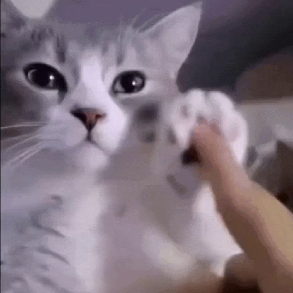 a close up of a person petting a white cat 's paw .