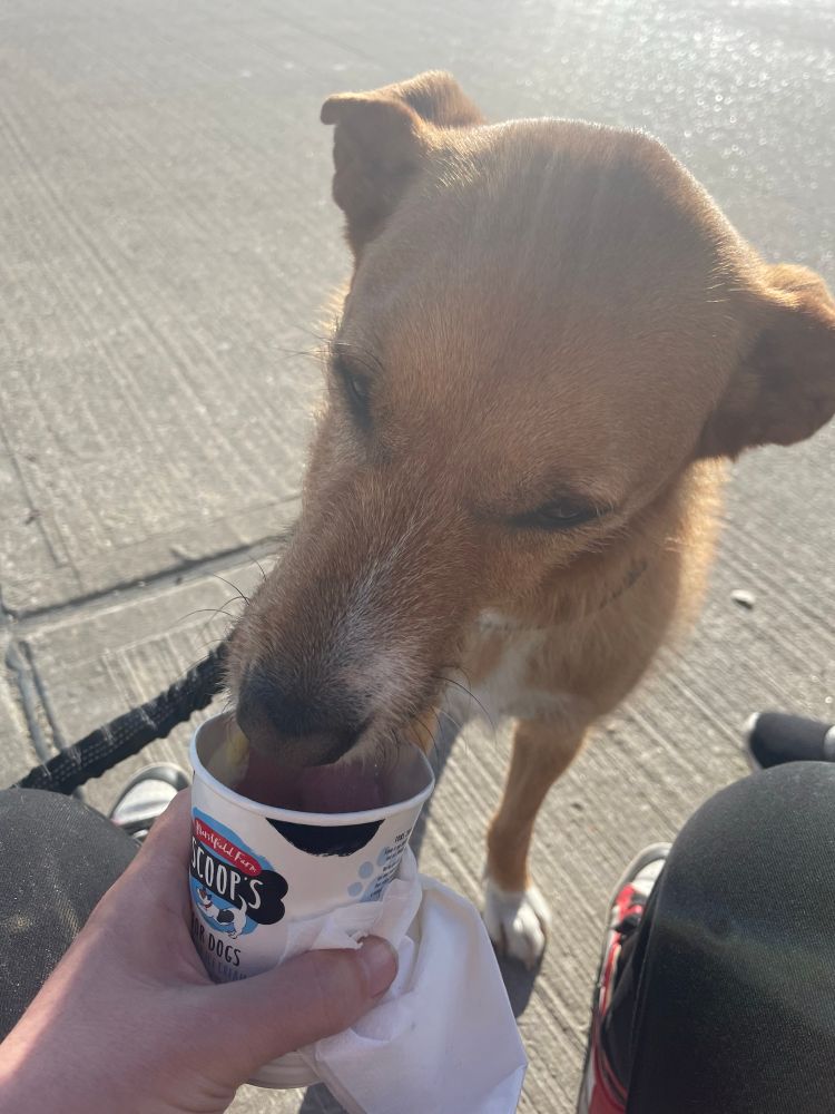 Brown dog enjoying a doggy ice cream 
