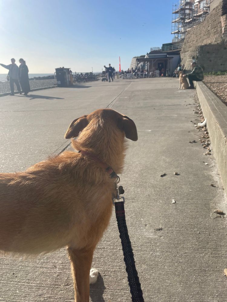 Brown dog near in sea front, looking away from the camera, waiting for a doggy ice cream from a cafe in the near distance 
