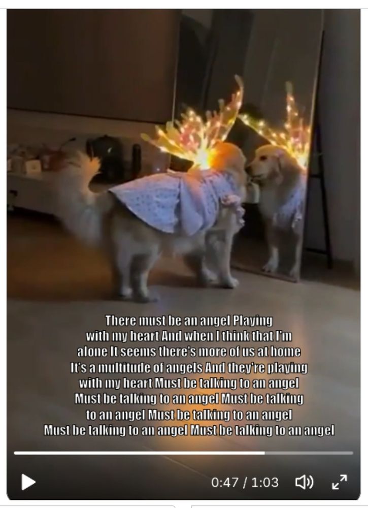 A dog wearing an angel dress - which earlier in the video BEGGED its human to attach the fairy-lights wings on it - stands in front of a mirror, staring at its reflection, and wagging its tail.

The caption is part of the lyrics from the Eurythmics song:

There must be an angel Playing with my heart And when I think that I'm alone It seems there's more of us at home It's a multitude of angels And they're playing with my heart Must be talking to an angel Must be talking to an angel Must be talking to an angel Must be talking to an angel Must be talking to an angel Must be talking to an angel