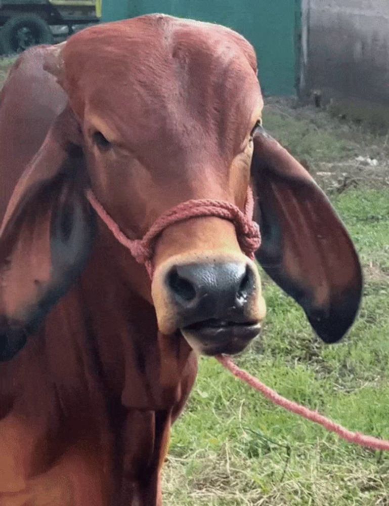 a brown cow with a rope around its neck