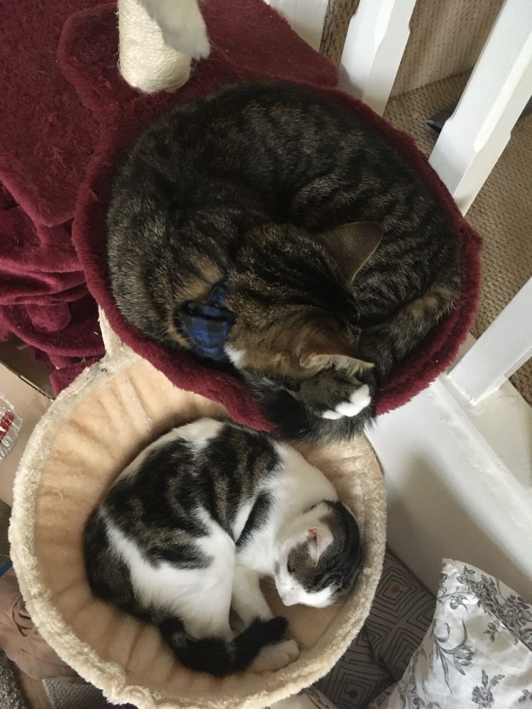 Two tabby with white cats on a cat tree, on two circular cat beds, lower bed and cat larger than the higher ones. 