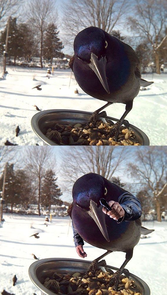 Gangster grackle