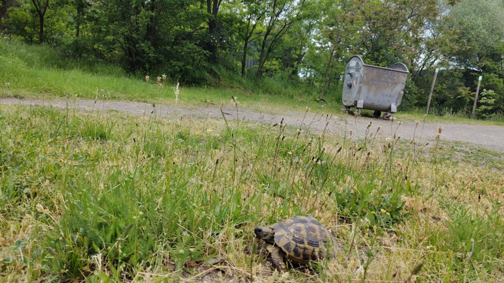 The runaway turtle. It was moving faster than I thought, pretty determined to hide in the bushes. Luckily, a cat was standing nearby guarding it or considering it for its next snack, so we easily located it.