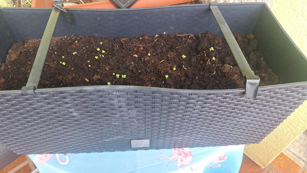 a planter on a balcony with tiny green leaves showing