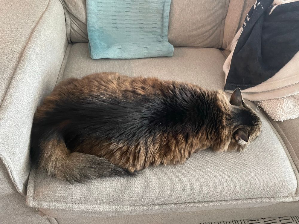 A flat fluffy cat on a couch 