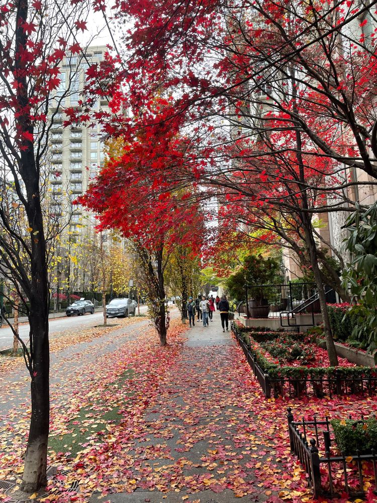 The foliage is falling in downtown Vancouver 🍁 