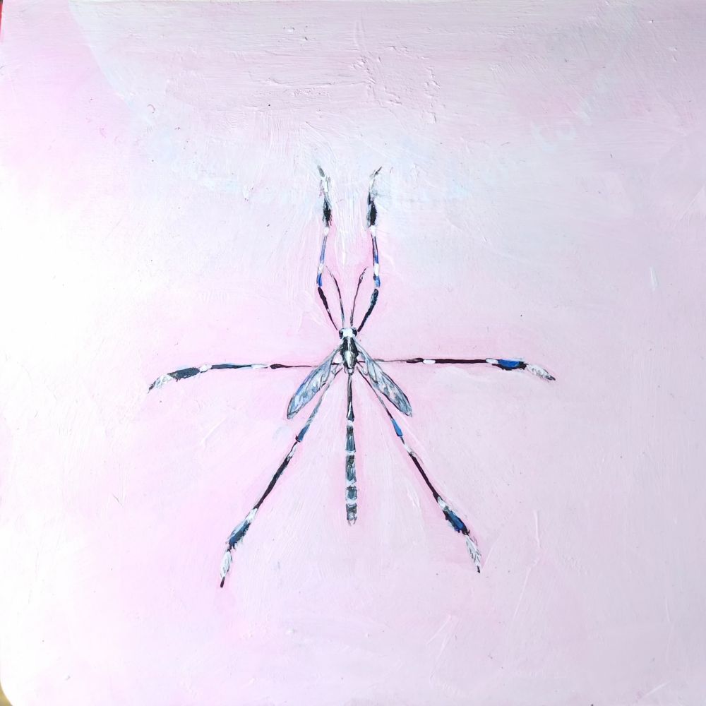 photo of a sketchbook page showing a small painting of a phantom crane fly.
The insect has very thin long legs, which are positioned in a star shape.
The background is light pink, the crane fly is white and black.
