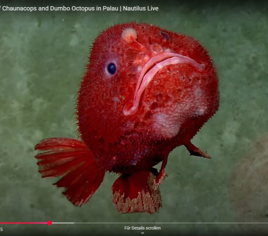 screenshot of a Nautilus stream showing a  deep sea sea toad (Chaunacops) 
its very red and round with pelvic fins which look like tiny legs in red tights
