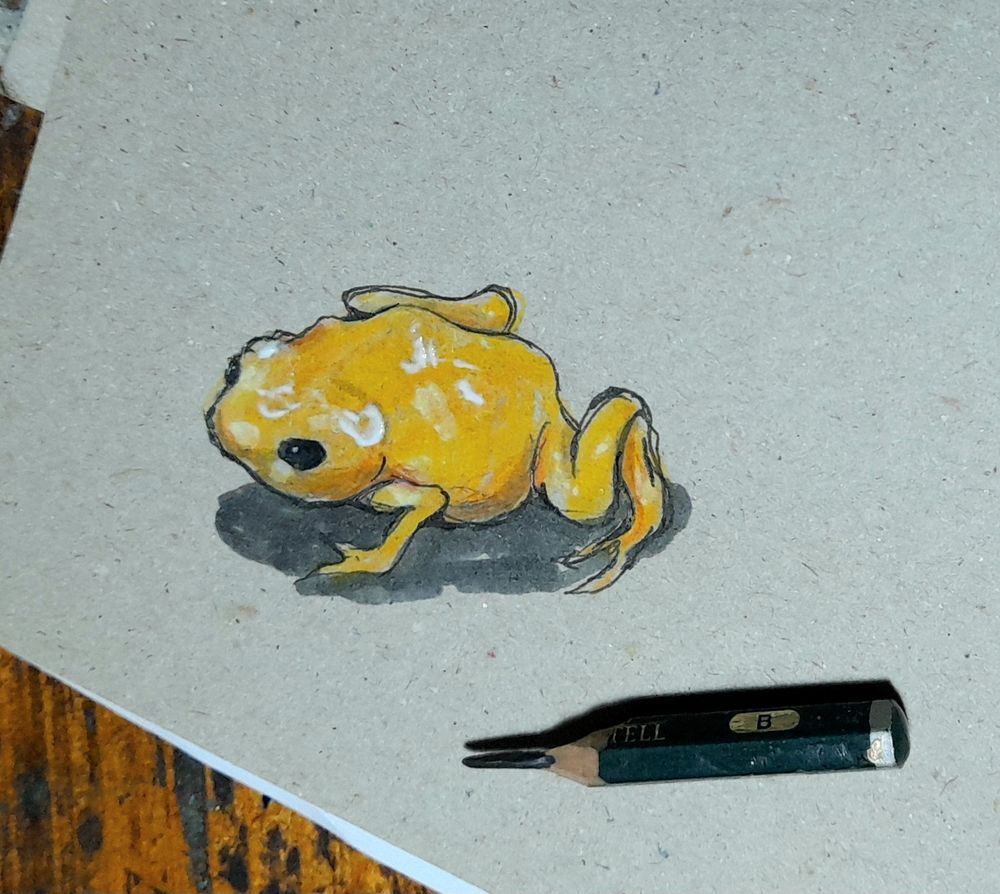 a little sketch of a pumpkin toadlet -  a very tiny orange frog.
besides lies a stump of a pencil for size comparison 
