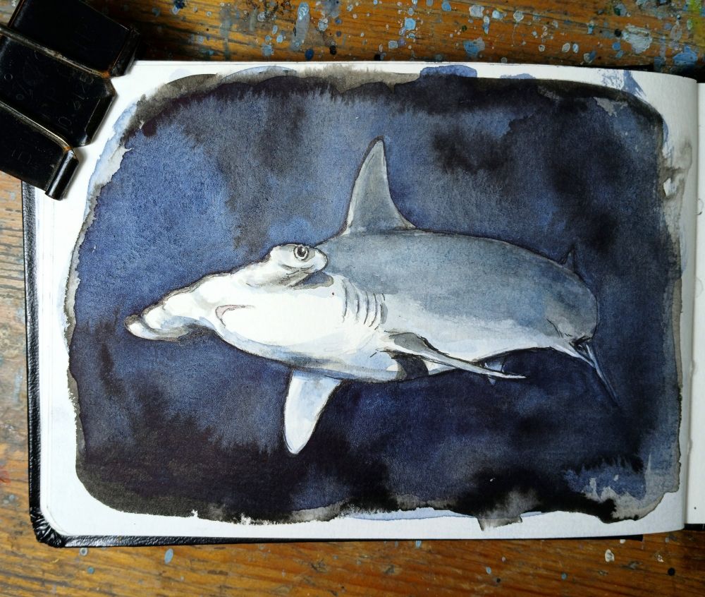watercolour sketch of a scalloped hammerhead shark
dark blue background 