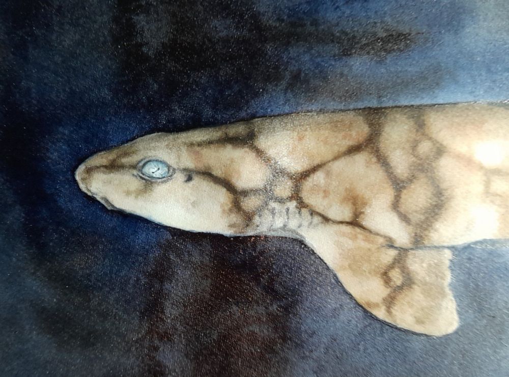 watercolour shark sketch