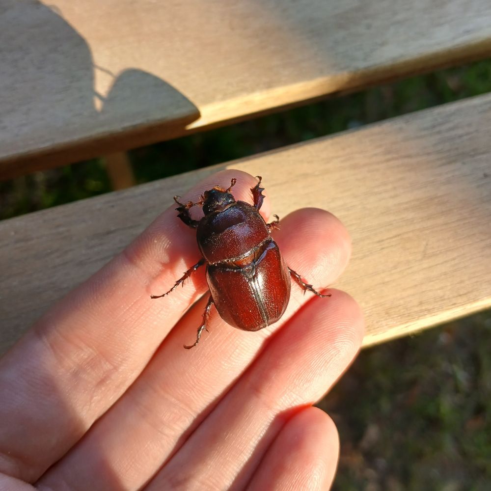 evening light
photo of a european rhinoceros beetle sitting on my hand