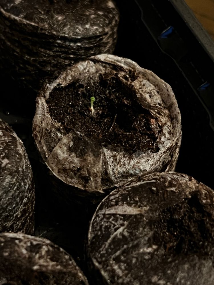 A seed starting pod with a single, hair-thin green seedling sprouting. 