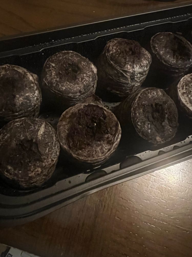 A seed tray with damp soil and a speck of white from a seed sprouting