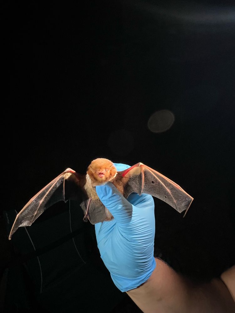 eastern red bat held by a researcher 