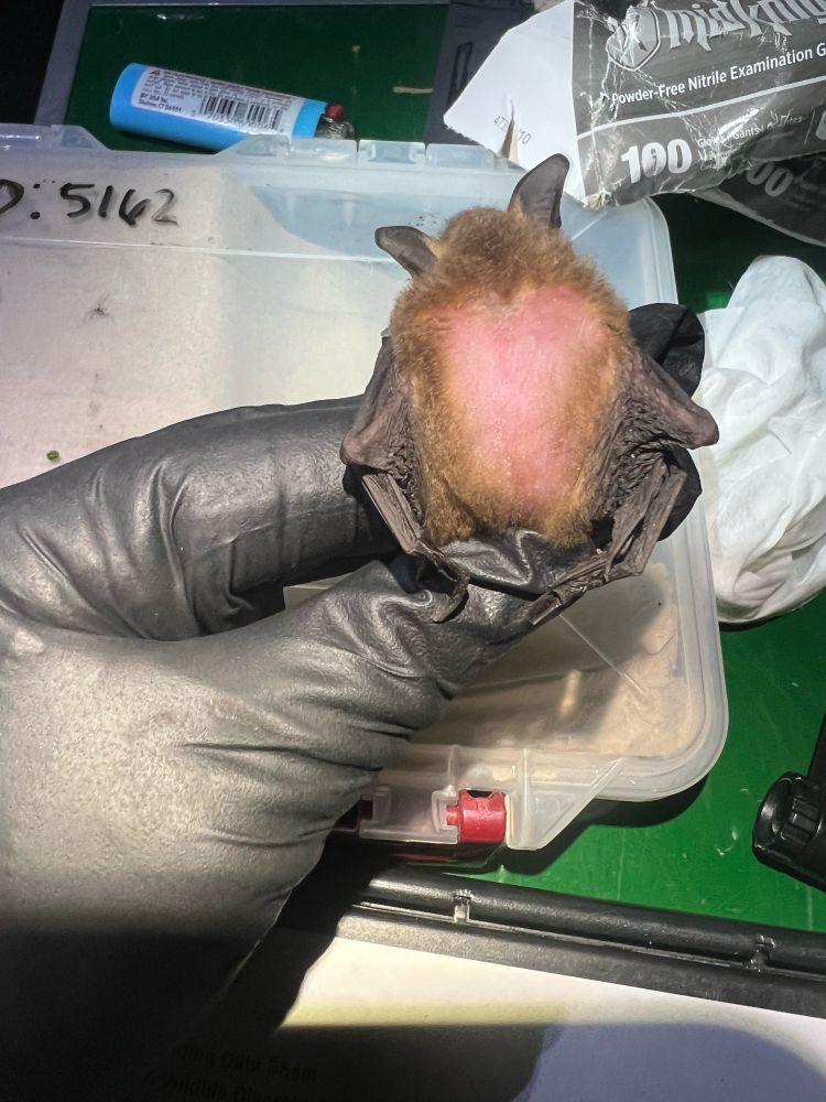 Bat with alopecia