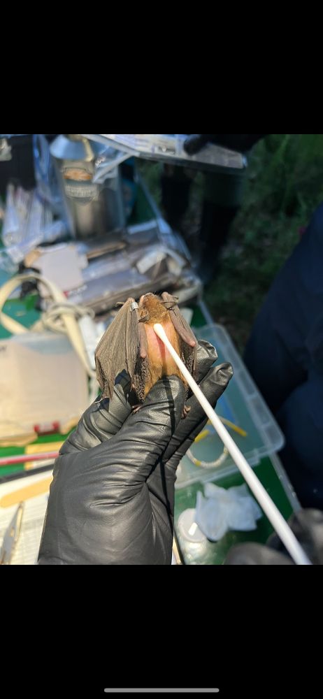 Bat researcher collecting skin swabs from a bat with alopecia. 