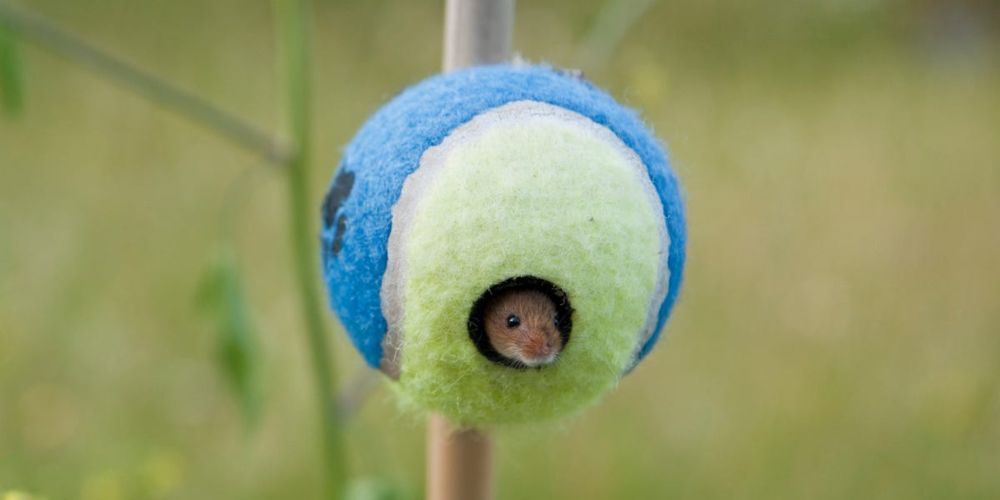 The unusual way Wimbledon tennis balls are helping vulnerable UK harvest mice