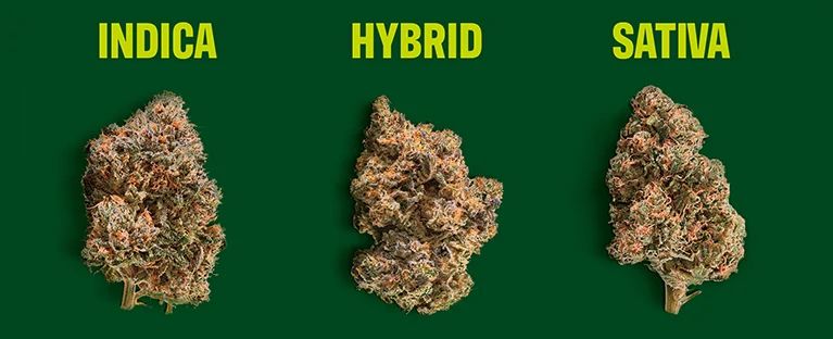 A picture or three buds of marijuana labeled indica, hybrid, and sativa
