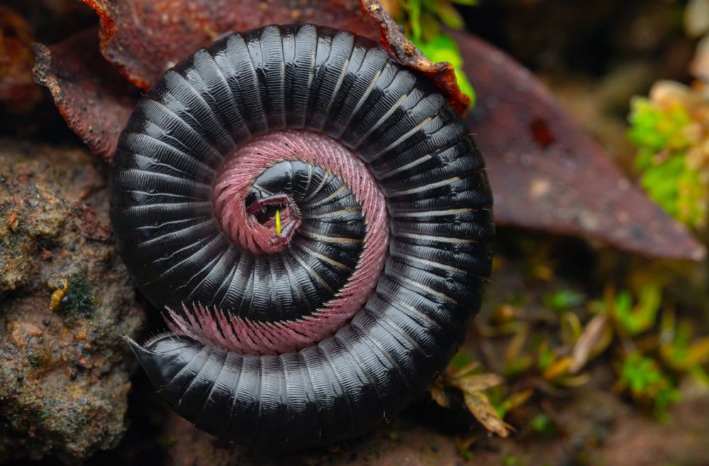A chunky black millipede with lots of pink legs along the length of a segmented body curled into a spiral shape.