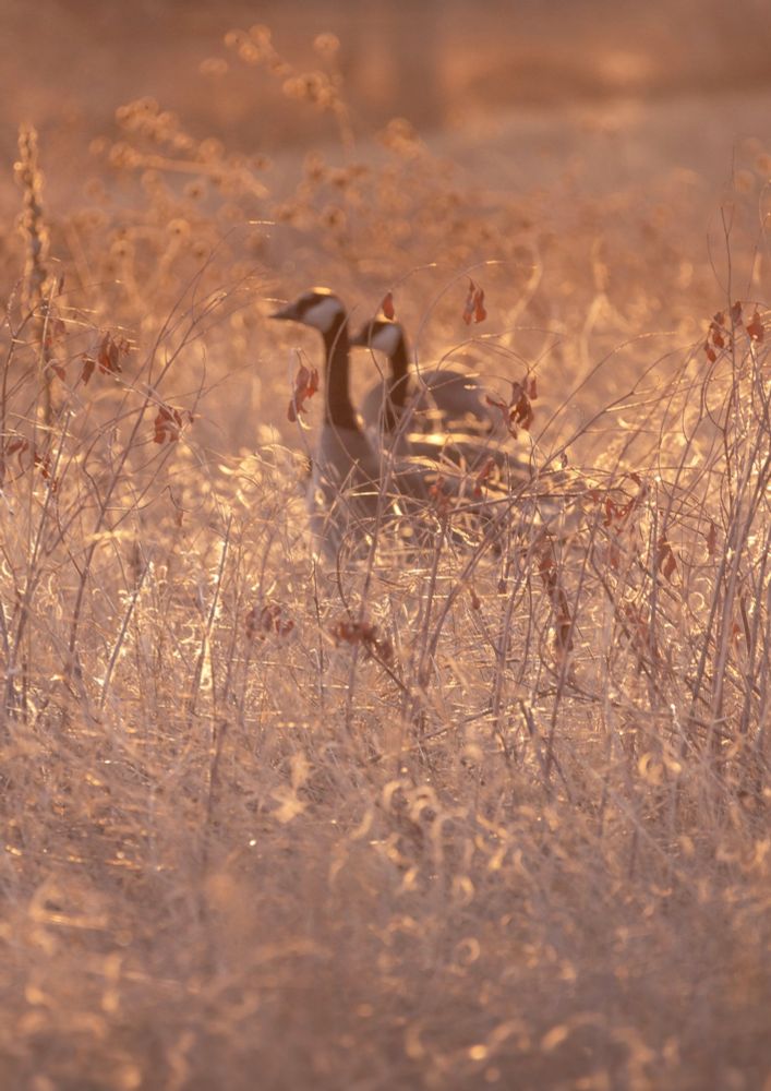 Two Canadian Geese make a home in the golden, dormant grasses of Chatfield State Park, Colorado.

Canon R5, 150-400mm lens. 

