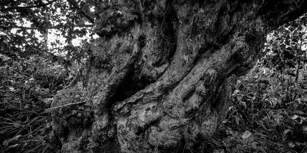 A massive, twisted tree trunk dominates the frame, its surface gnarled with deep creases and irregular bark. Branches and leaves frame the upper corners, while undergrowth fills the background. The photograph is in black and white, emphasizing texture, contrast, and the sculptural quality of the tree.